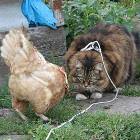 Pussy Vs Cock