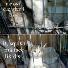 Pweez Let Me Out