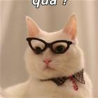Quaa