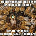 Queen Honey Bee