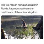 Racoons