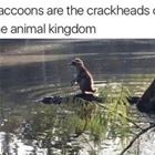 Racoons