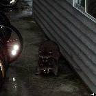 Racoons