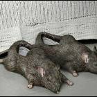 Rat Shoes