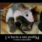 Ratz Problemz