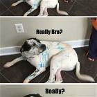 Really Bro