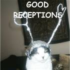 Reception Cat