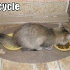 Recycle