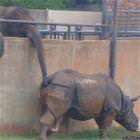 Rhino Ass