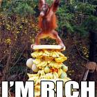 Rich Monkey