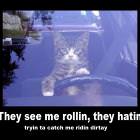 Ridin Dirt Cat