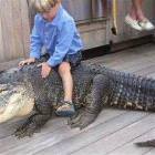 Riding A Gator