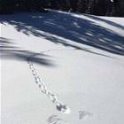 Rip Bunny