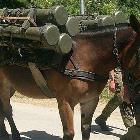 Rocket Horse