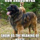 Run Shadowfax
