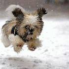Running Dog