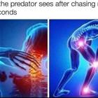 Running From The Predator