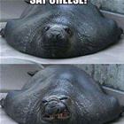 Say Cheese