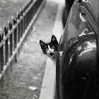 Scared Cat