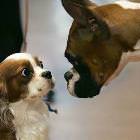 Scared Dog