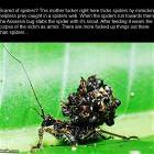 Scared Of Spiders
