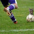 Scary Soccer