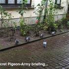 Secret Pigeon Briefing