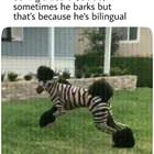 Selling Zebra