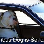 Serious Dog Is Serious