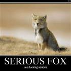 Serious Fox