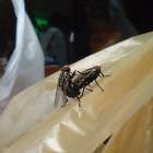 Sexin Flies