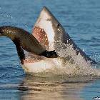 Shark Food