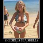 She Sells Sea Shells