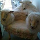 Sheep Chair