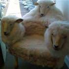 Sheep Chair