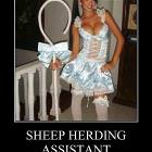 Sheep Herding