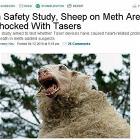 Sheep On Meth