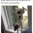 Show That Dog