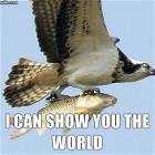 Show You The World