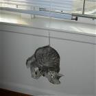 Slight Cat Fail