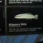 Slippery Dick