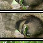 Sloths-are-great