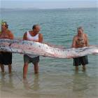 Small Fish