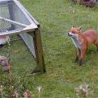 Smart Fox
