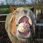Smile For The Camera