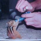Smoking Chipmunk
