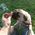 Smoking Pug
