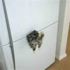 Snack Cat