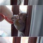 Snacker