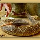Snake Bite